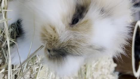 a fluffy rabbit sits in a cage and eats dry grass animal nature concept happy easter day