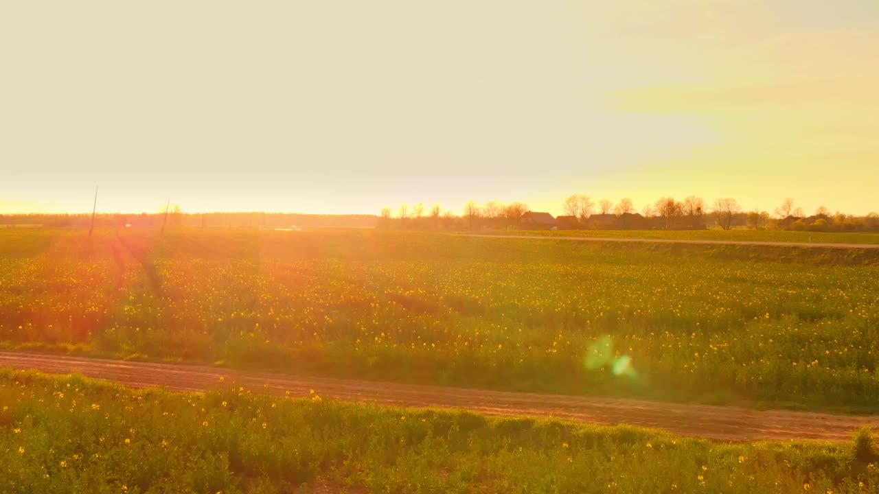 푸른 넓은 들판, 농지, 동부 유럽에 심어진 신선한 유채