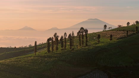 aerial view of green farm terraces under a warm sky, with majestic mountains layered in the distance, gently veiled by early morning mist