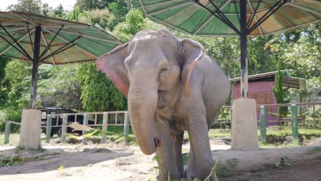 healthy 6 year old elephant eating some healthy tall grass in one of thailands sanctuaries