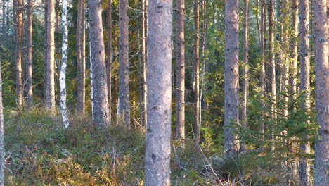 Vibrant-tree-trunks-of-conifer-forest,-gimbal-truck-right-view