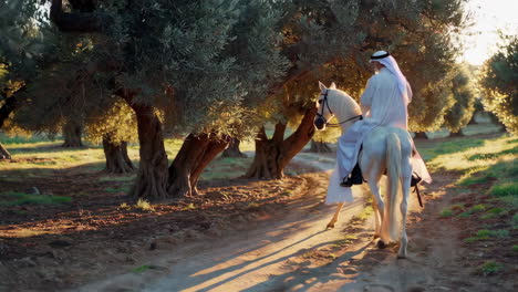 arabian gentleman riding a horse through an olive grove at sunset