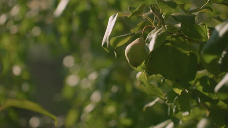 close up of guava leaves gently fluttering in breeze with soft bokeh background featuring greenery and warm sunlight reflecting through foliage