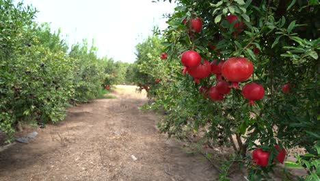 pomegranate tree plantation on picking season
