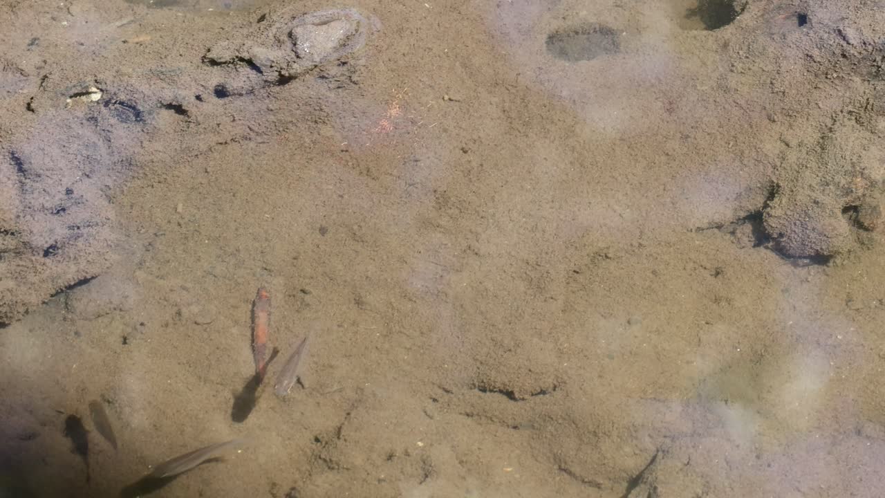 Multiple fish navigating through a clear shallow stream