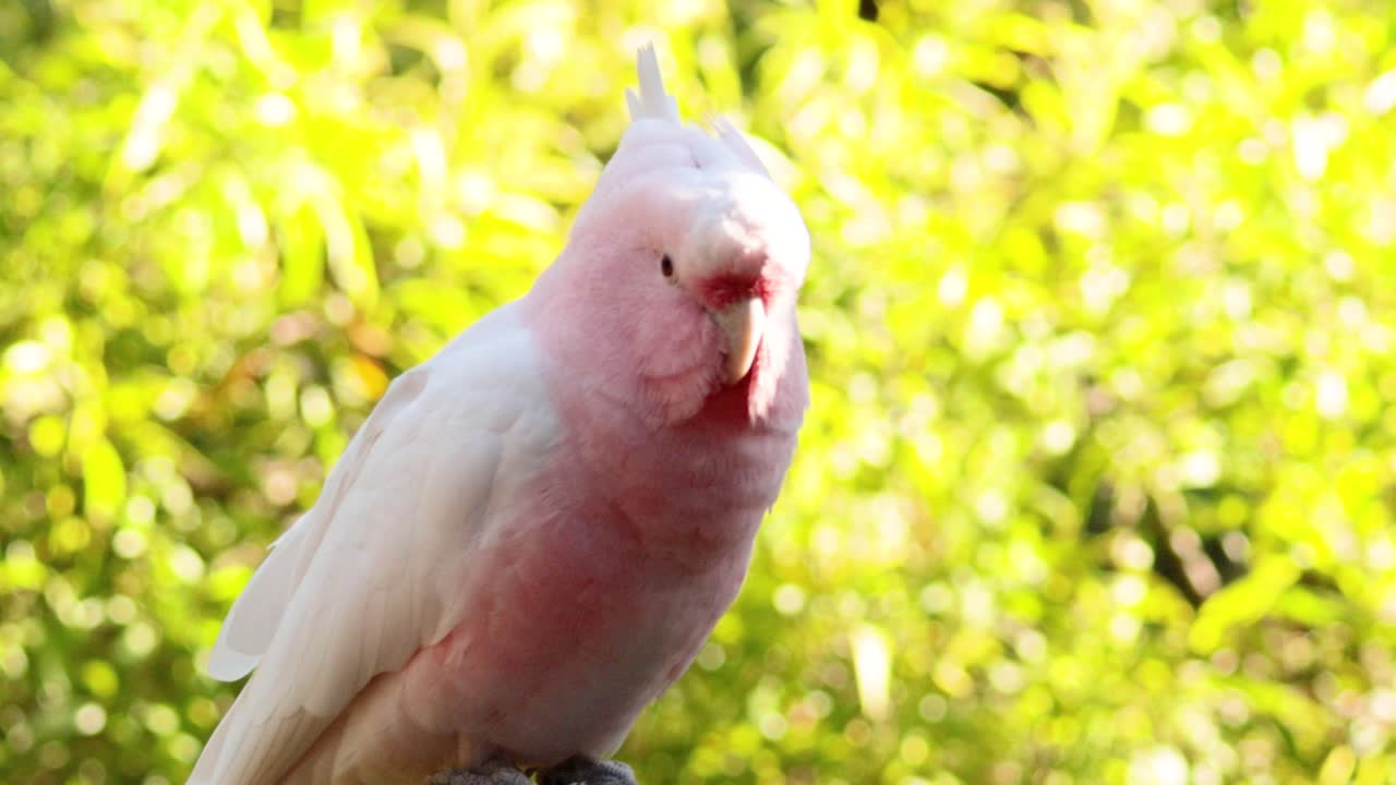 자연 환경 에 자리 잡은 분홍색 카카투