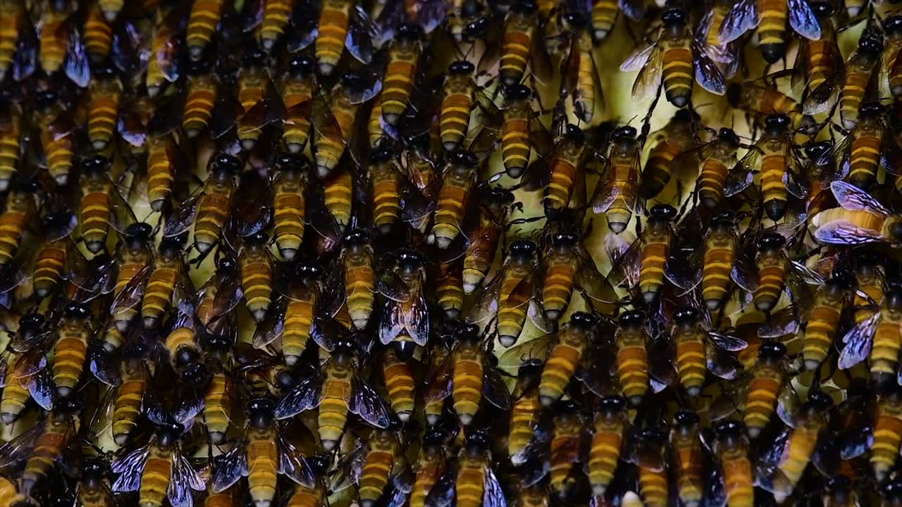 se sabe que las abejas melíferas construyen grandes colonias de nidos con bolsillos simétricos hechos de cera para almacenar miel como fuente de alimento