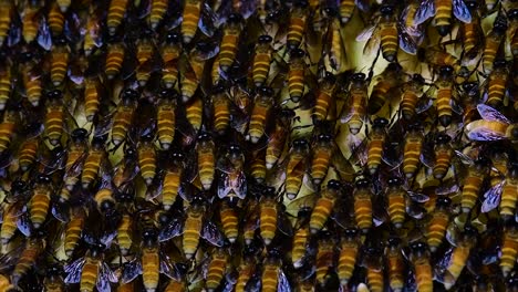 Se-Sabe-Que-Las-Abejas-Melíferas-Construyen-Grandes-Colonias-De-Nidos-Con-Bolsillos-Simétricos-Hechos-De-Cera-Para-Almacenar-Miel-Como-Fuente-De-Alimento