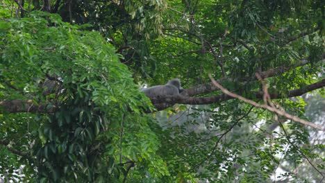 Phayre's-Langur,-Trachypithecus-phayrei,-Thailand