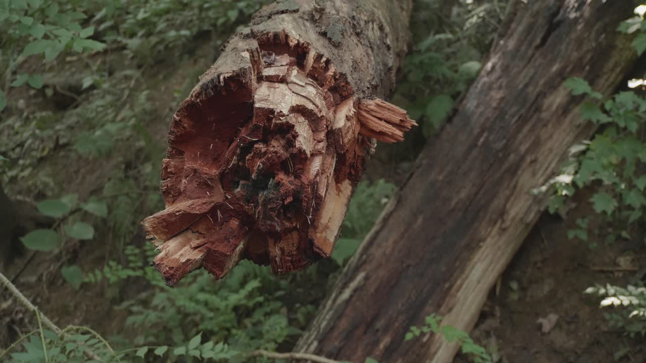 rama de un árbol roto de color rojo vivo en el bosque