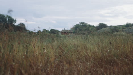 Straws-dancing-in-the-wind-in-front-of-red-farmhouse