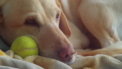 Dudley-Labrador-Mit-Tennisball-Auf-Handtuch-Liegend