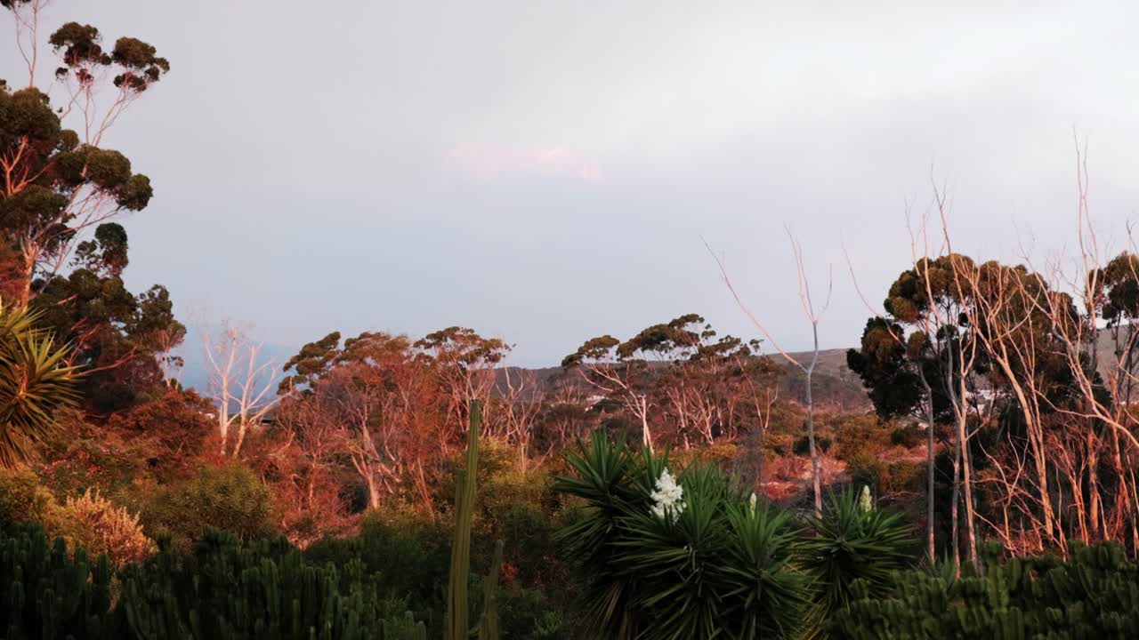 Una gran diversidad de plantas y árboles a lo largo de un río en Sudáfrica durante la hora dorada