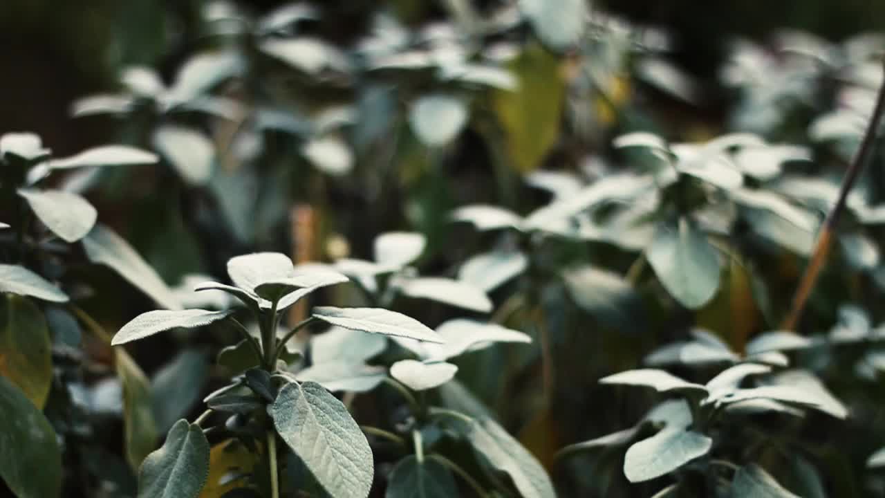 Fuller sage plant with slight breeze