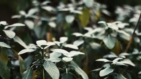fuller sage plant with slight breeze