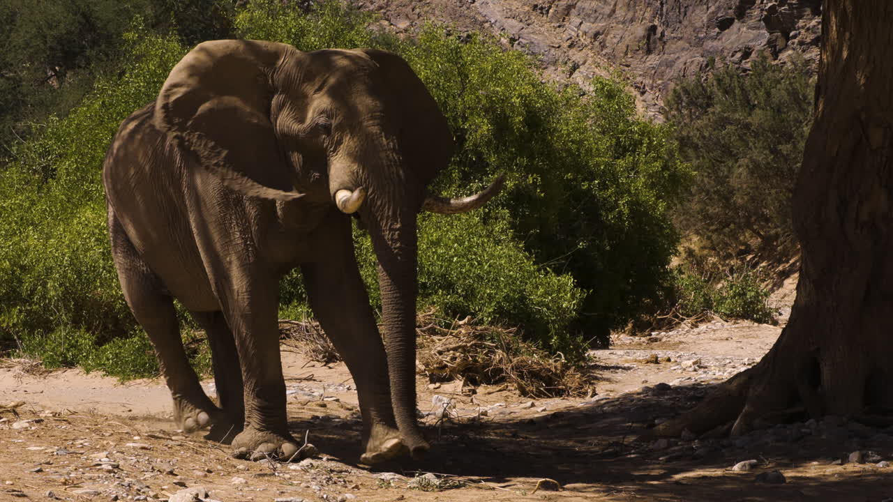 An old desert elephant bull walks slowly toward a tree and stands in its shade, swinging his trunk back and forth. The male has unusually large feet, an adaptation to life in the Namib Desert