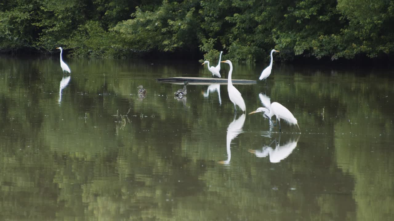A serene scene features a group of graceful great egrets and a couple of mallard ducks wading in calm waters, reflecting against a lush green forested backdrop.