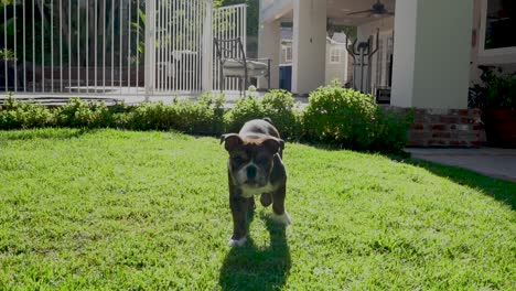 Bulldog-puppy-walking-over-in-yard