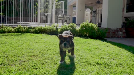 bulldog puppy walking over in yard