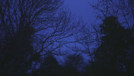 Blue-Sky-Trees,-On-Spooky-Cold-Night