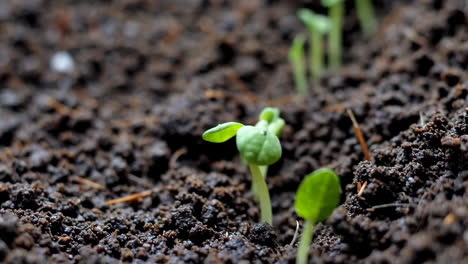 closeup of sprouting seedlings in soil