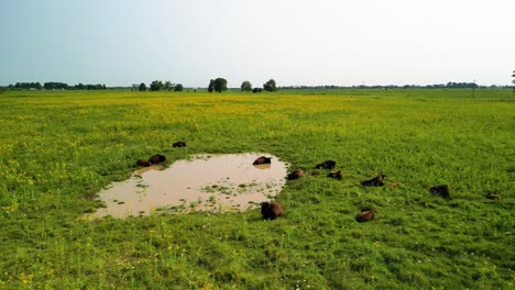 Aerial-orbit-of-Bison-herd-at-watering-hole-at-Battelle-Darby-Metro-Park,-Ohio