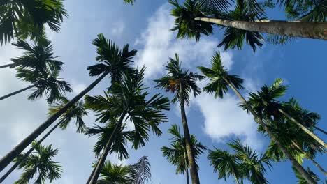 Looking-up-rotating-shot-of-the-sunny-skies-peering-through-the-tropical-palm-trees