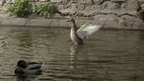 Ducks-swimming-and-flapping-its-wings-in-Stadt-park,-Graz-Austria,-slow-motion