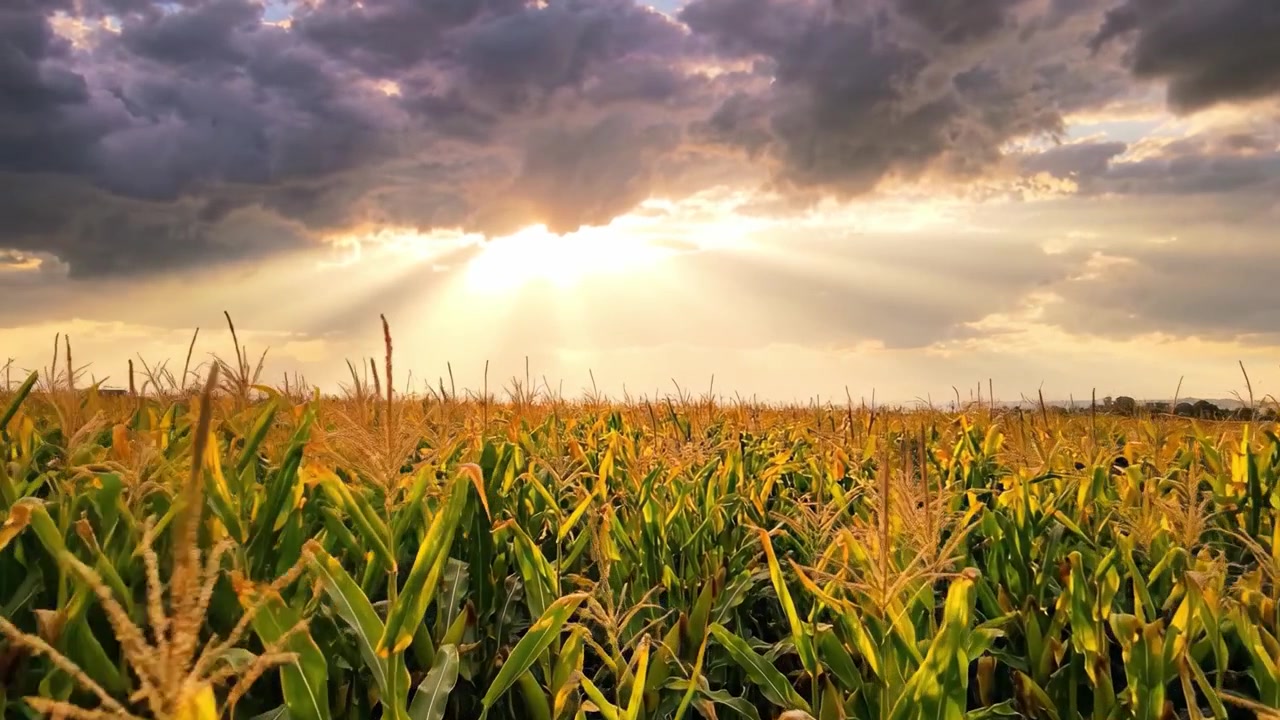 A Breathtaking View of Corn Fields Bathed in Golden Sunlight with Dramatic Clouds Illuminating the Sky During the Evening Hours