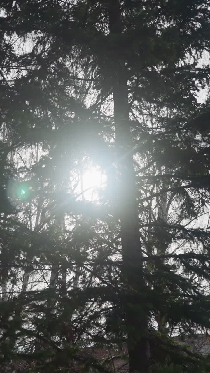 Bright sunlight breaks through lush branches of fir trees growing in park. Coniferous treetops under clear sky illuminated by sun rays close view