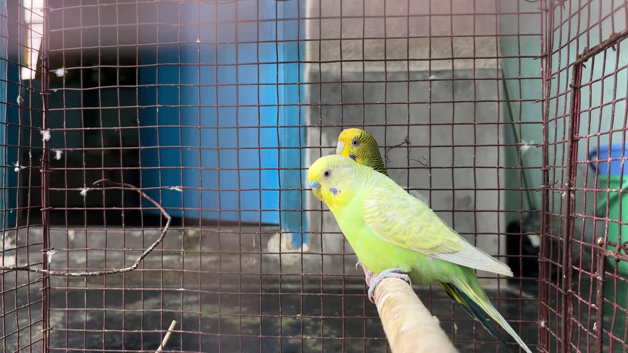 The bird is trapped in a cage.