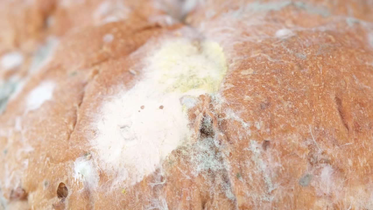Moldy Bread Close-up