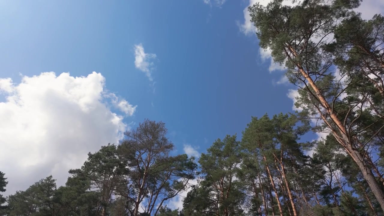 Static wide angle shot captures tall pine trees reaching toward a bright blue sky with scattered clouds. Natural daylight bathes the tranquil forest canopy in crisp, vibrant clarity. Nobody visible.