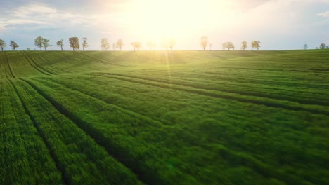 Vista-Aérea-Del-Amplio-Campo-De-Plantación-Verde-Durante-Un-Día-Soleado.