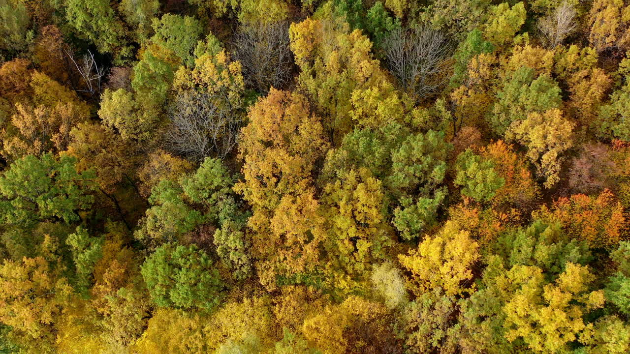 Autumn nature. Colorful tops of deciduous trees in the forest in fall season. Bright colors of woods from above. Top aerial view.