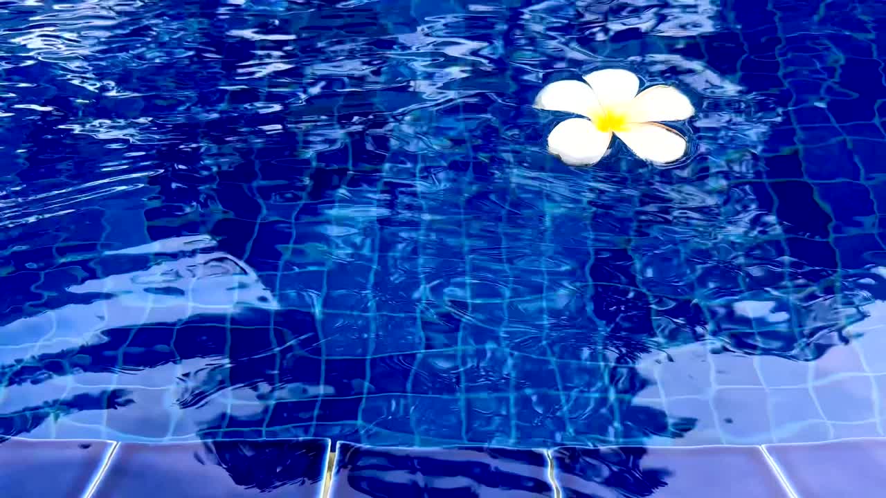バリのスイミングプールに浮かぶ白いフランジパニの花