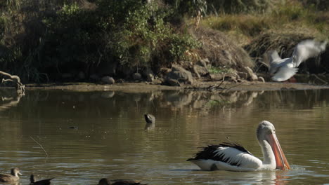 Australischer-Weißpelikan-Schwimmt-Mit-Einem-Großen-Brötchen-Im-Wasser