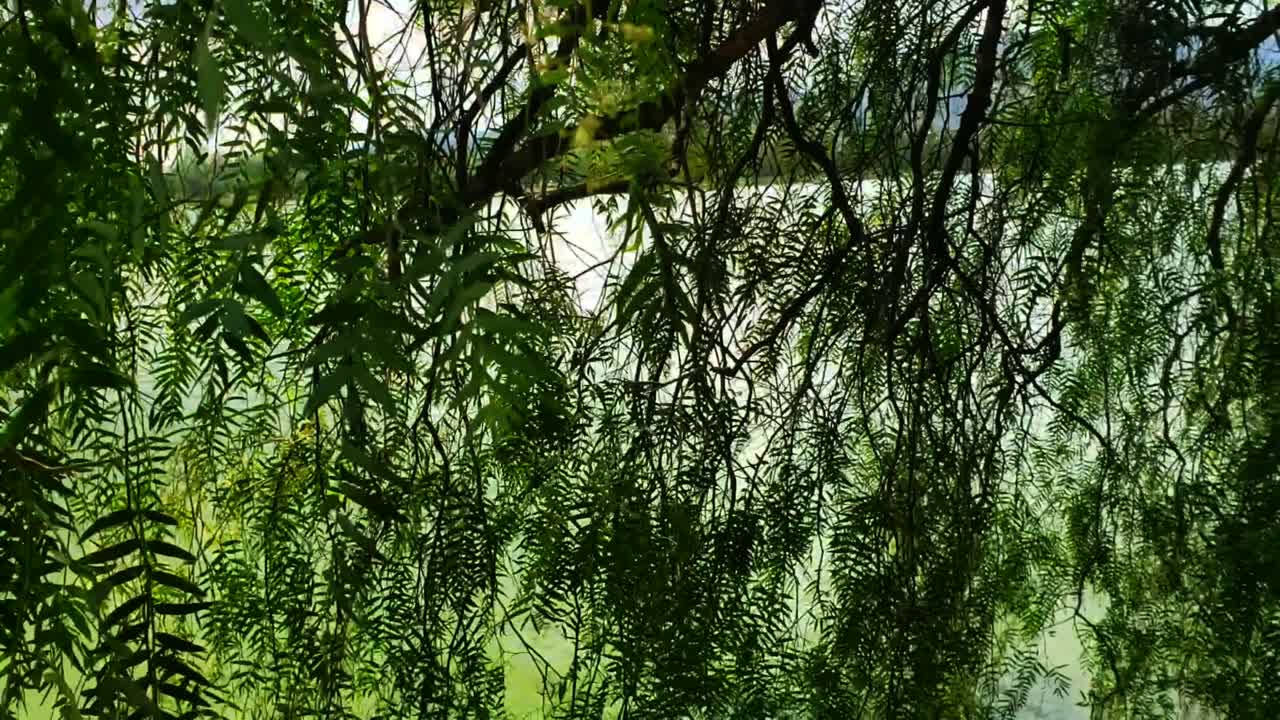 hojas de árboles cerca de una laguna