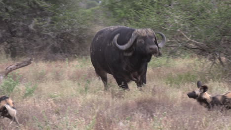 interacciones emocionantes mientras una manada de perros salvajes africanos rodea a un viejo búfalo del cabo y el búfalo ataca a la manada para defenderse.