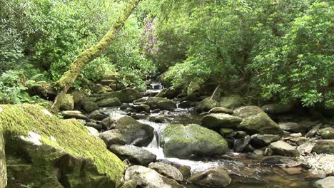 forest with a stream