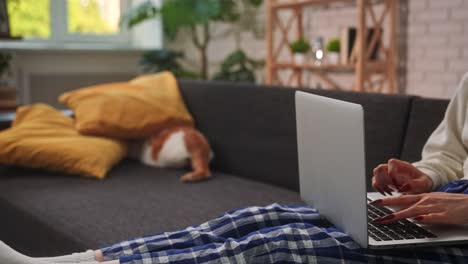 woman working on laptop with cat relaxing in background close up of a woman typing on a laptop while sitting on a couch in plaid pajamas in the background a ginger and white cat lounges peacefully adding warmth to the cozy home scene
