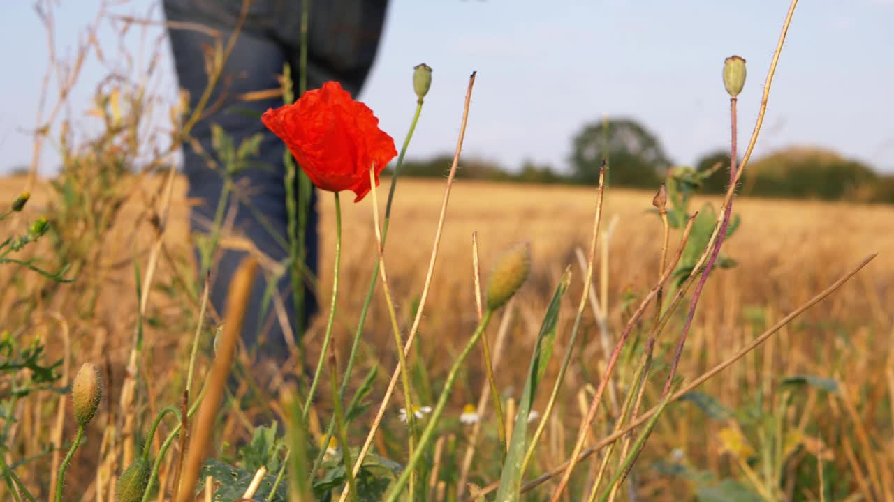 Person walking through golden field with solitary poppy growing wild