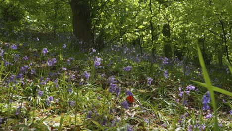 bosque de bluebell de primavera, ángulo bajo, cámara lenta