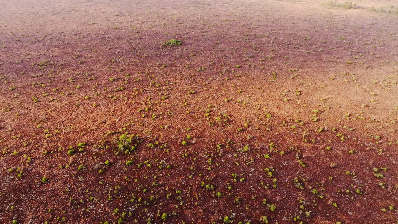 From above, Nida Bog reveals textured peatland with young vegetation Latvia