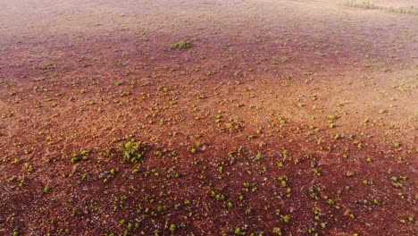 from above, nida bog reveals textured peatland with young vegetation latvia