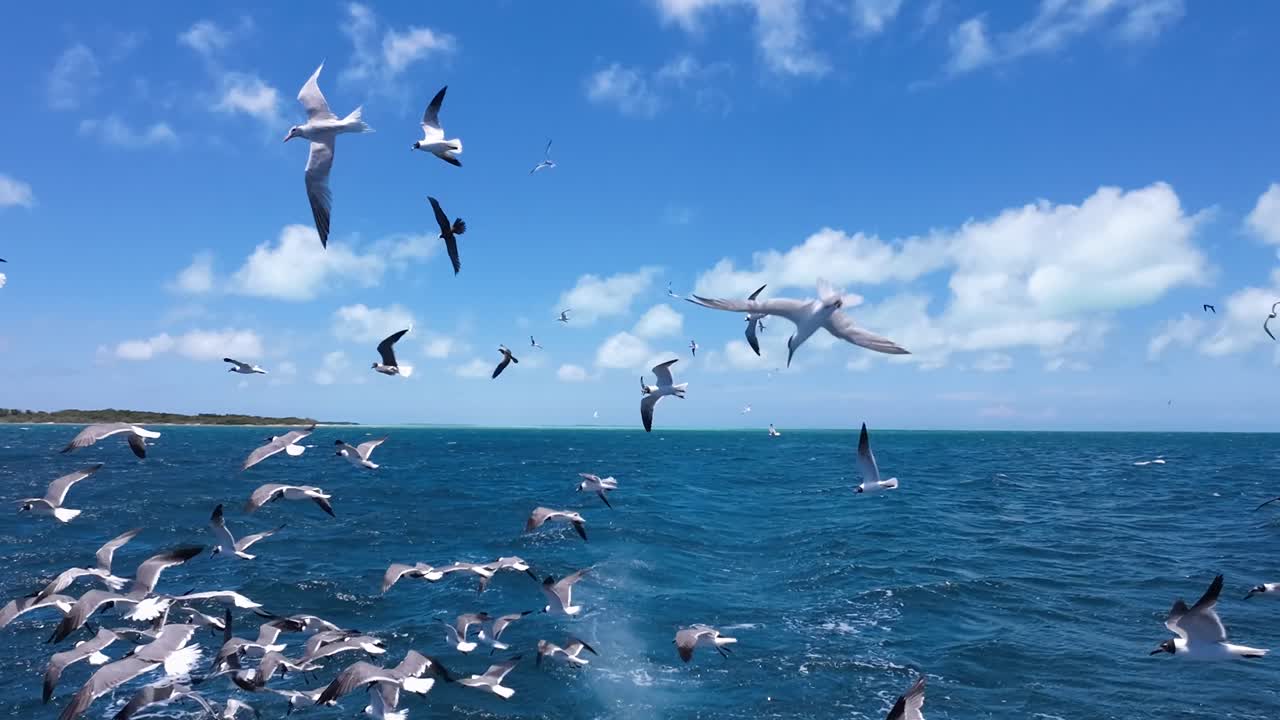 Seagulls flocking over the ocean near a tropical island under a bright blue sky
