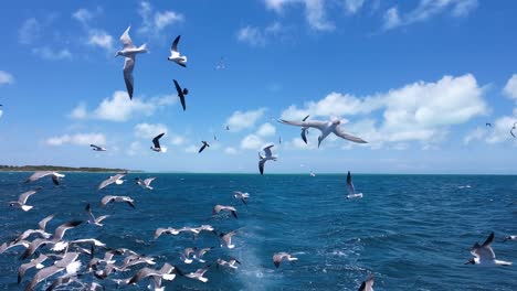 seagulls flocking over the ocean near a tropical island under a bright blue sky