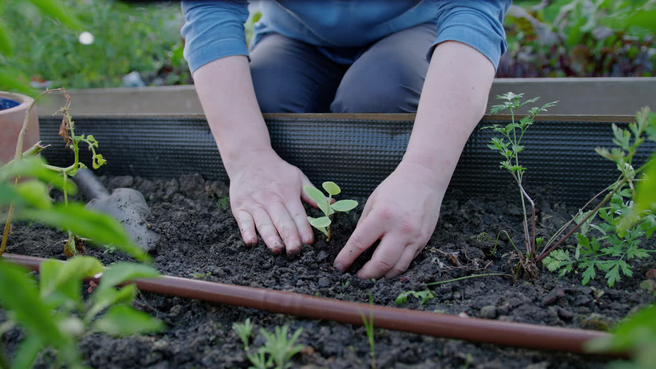 Händer planterar en liten grön växt i en odlingslåda, ingen ansiktsvy framifrån.