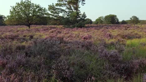 Slow-shot-and-walking-in-purple-blossoming-heathland,-National-Park-De-Meinweg,-Netherlands---4k60p