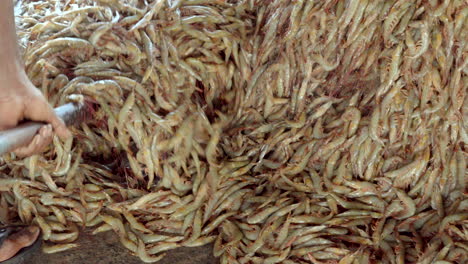 fresh shrimps loading in to basket from fishing harbour in kerala